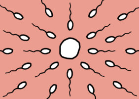 What every woman should know about her fertility - HealthSherpa.com:blog